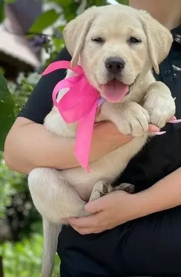 Чарівні лабрадори 3