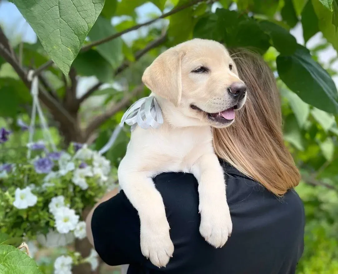 Чарівні лабрадори 6