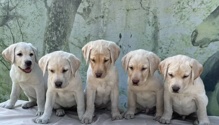 Чарівні лабрадори