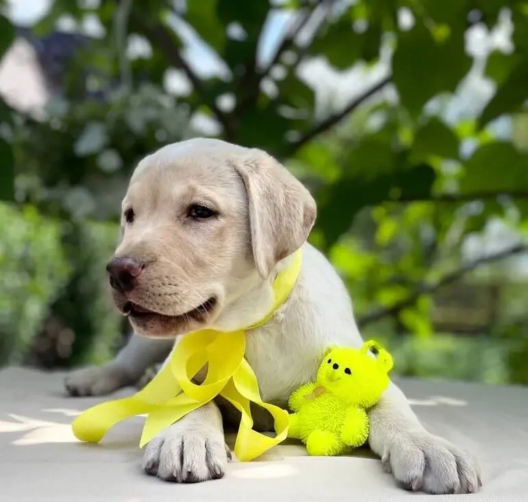 Чарівні лабрадори 5