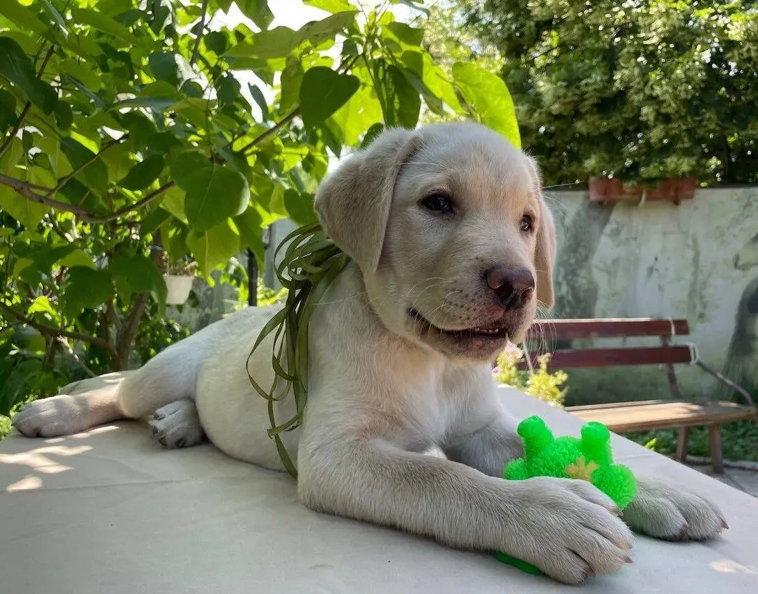 Чарівні лабрадори 2