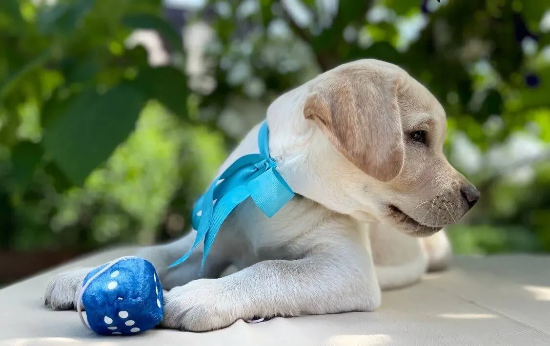 Чарівні лабрадори 4