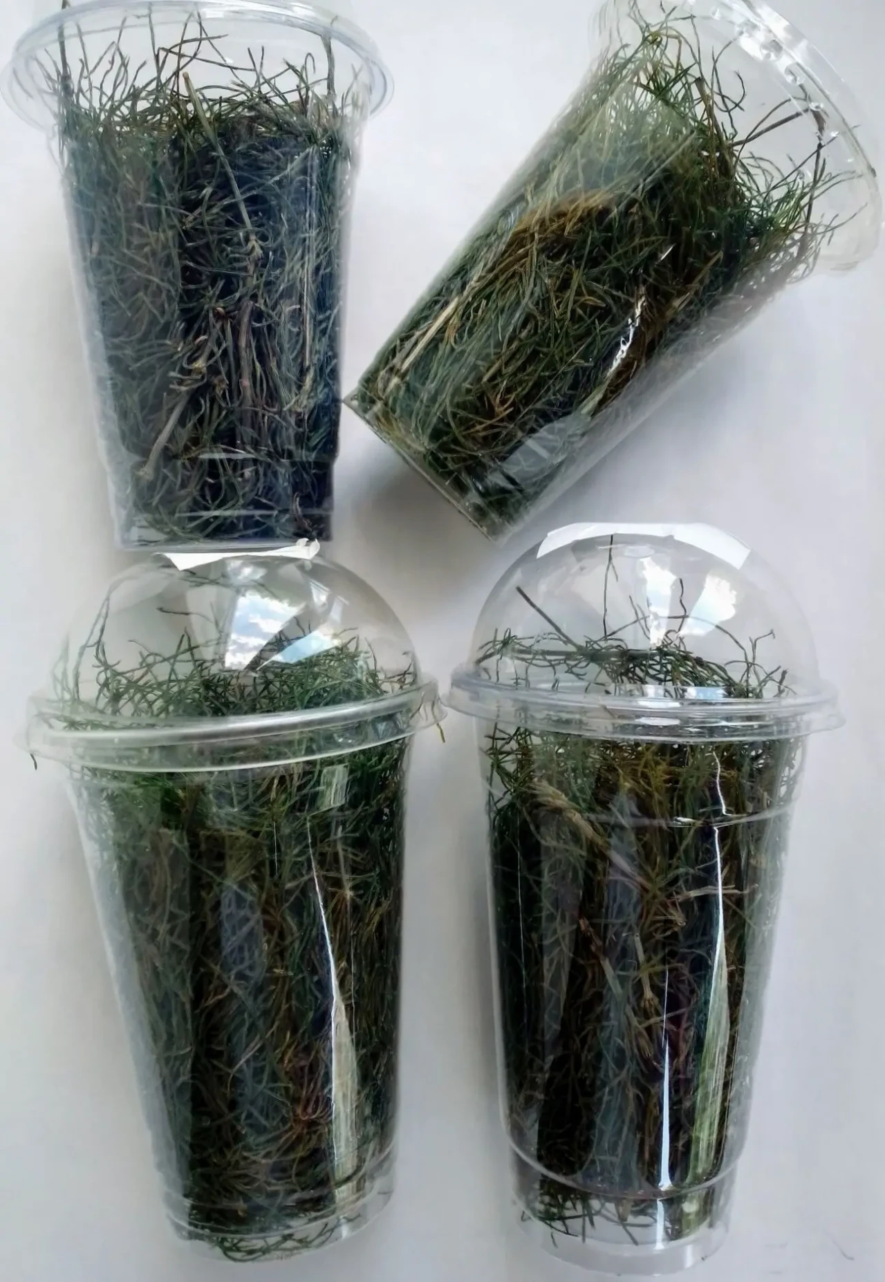 Хвощ полевой свежий 2025 зелень на чай 3