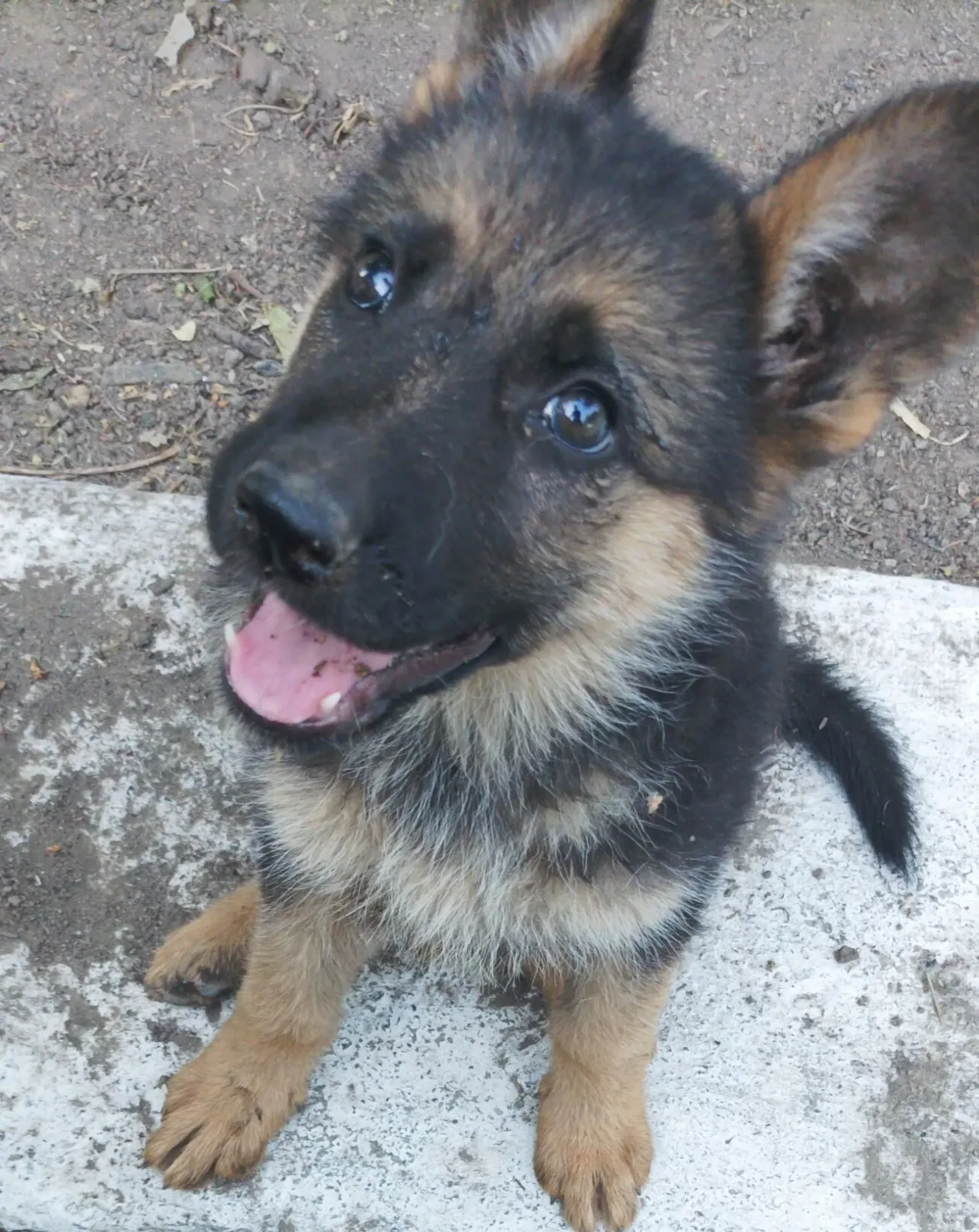 Цуценя німецької вівчарки