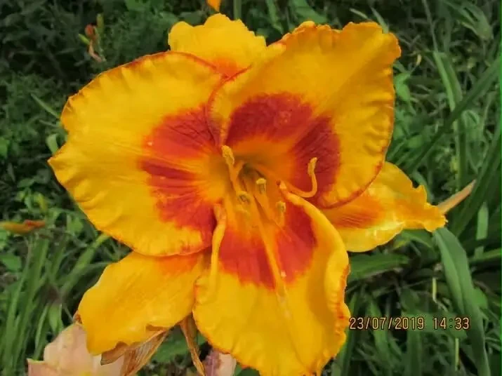 Лілейники 12 поділок 6