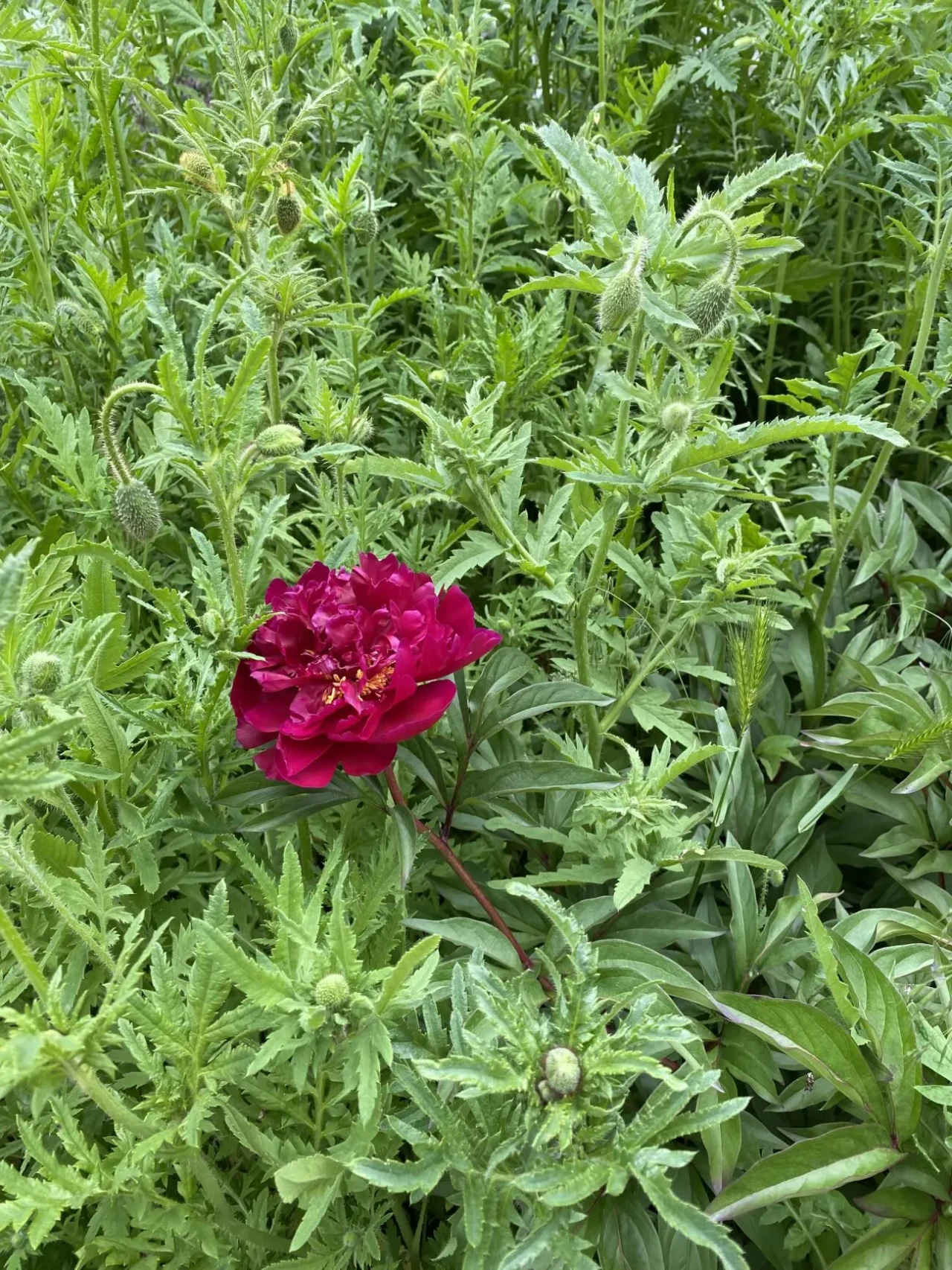 Оренда кімнати, район Хімселище. БЕЗ ХАЗЯЇНА. 9