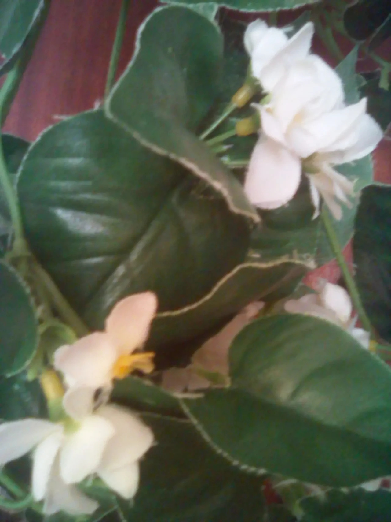 Куст жасмина 130см подвесной искусственный,ветки зелен.искусств. 3