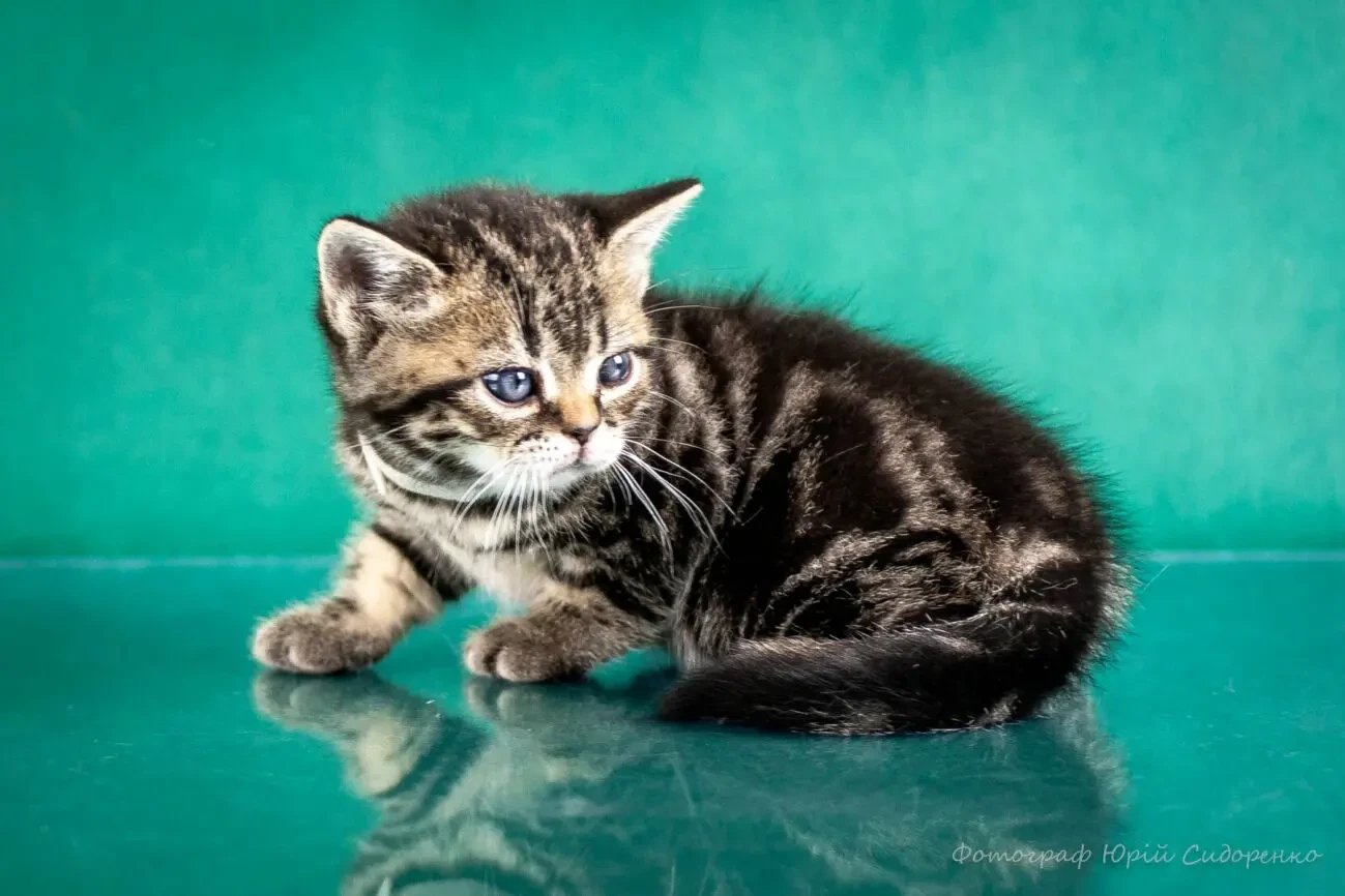 Американська короткошерста. Кіттени дівчинки та хлопчики 5