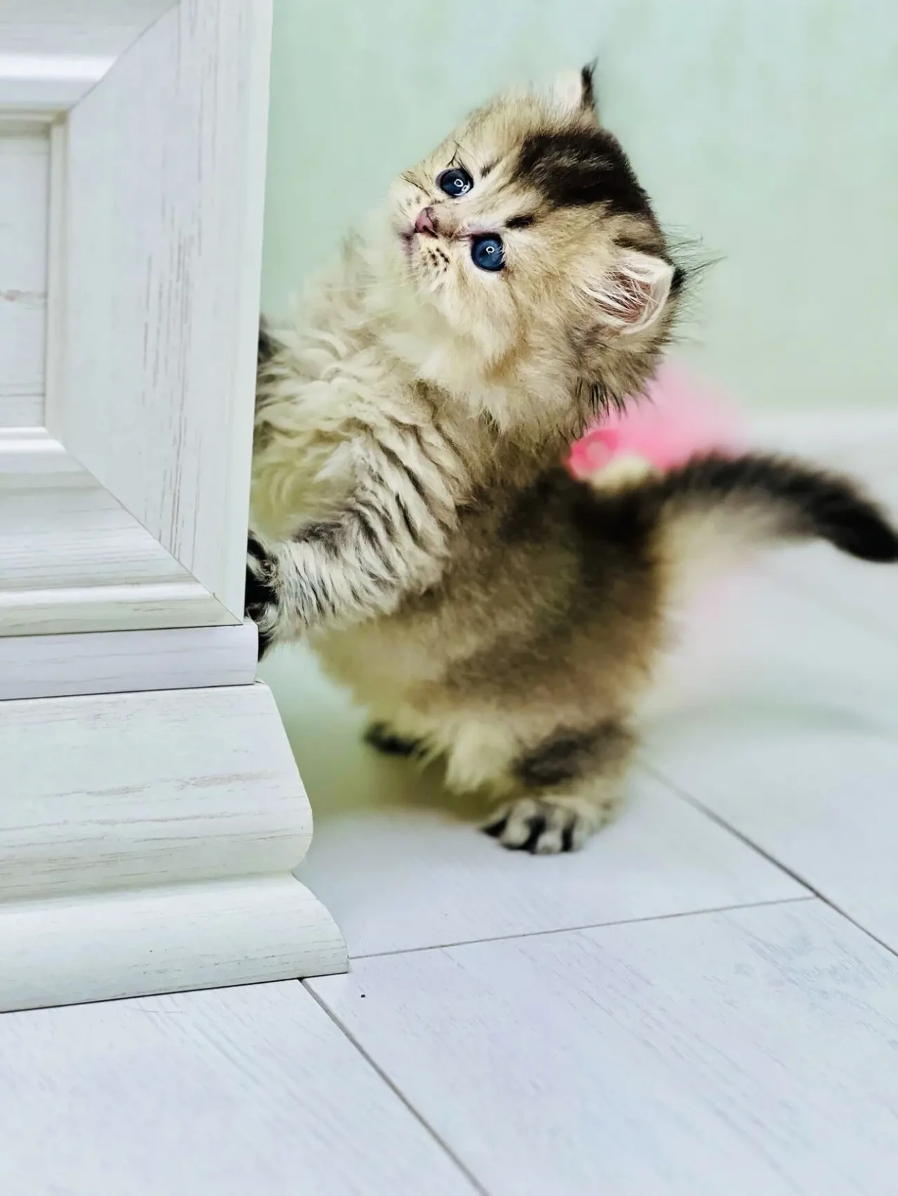 Британская золотая шиншилла 4