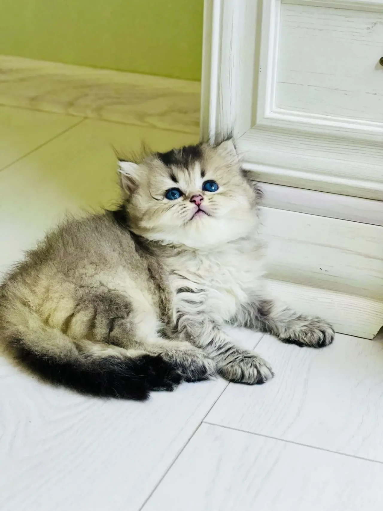 Британская золотая шиншилла 5