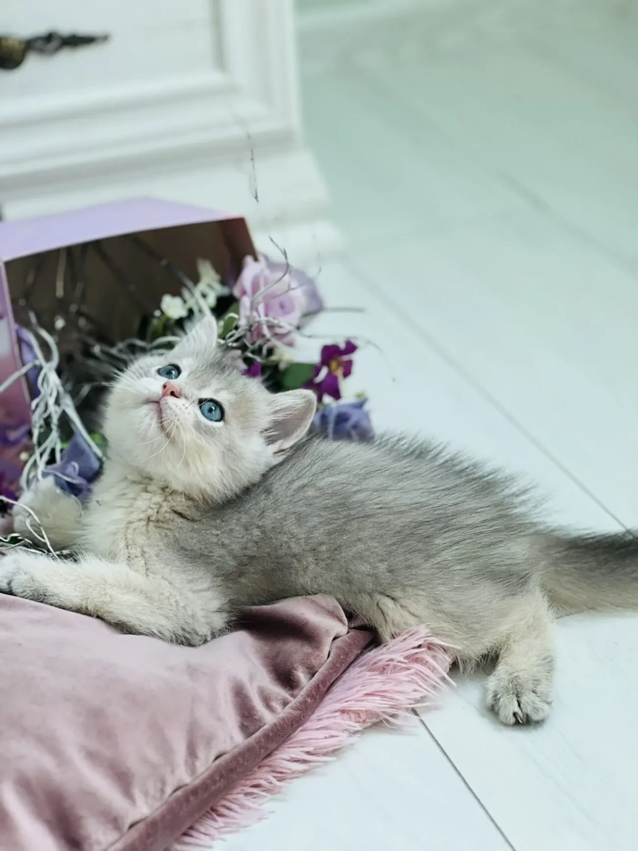 Золота шиншилла