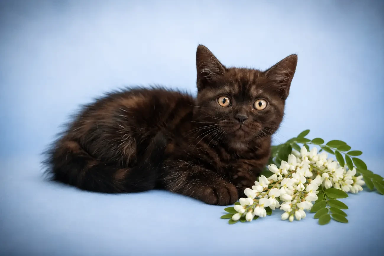Хлопчик Американський короткошерстий. Раннє бронювання 2