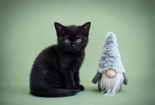 Хлопчик Американський короткошерстий. Раннє бронювання