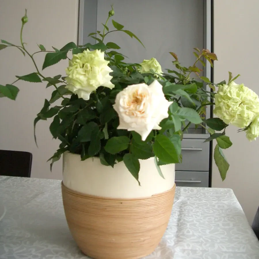 Deroma цветочный керамический горшок кашпо для роз вазон для цветов 2