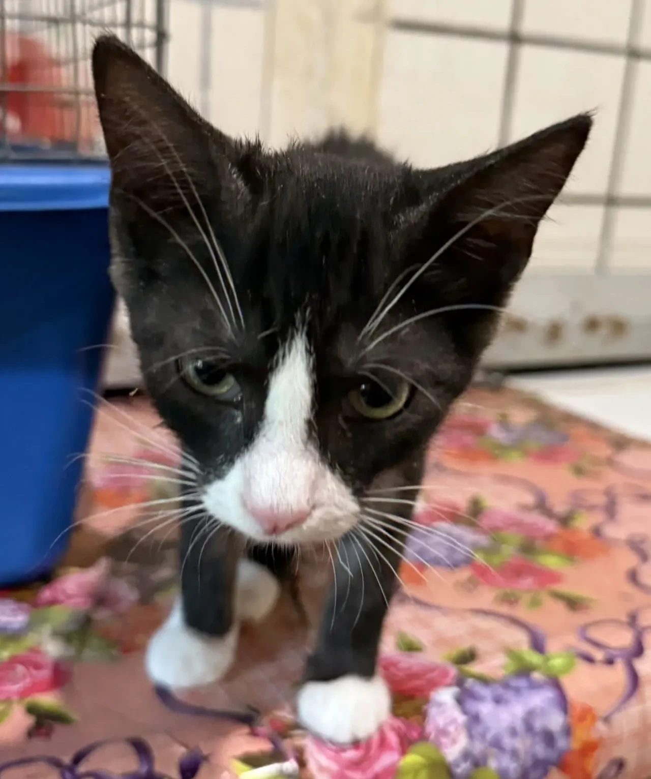 Кошеня в добрі руки 5