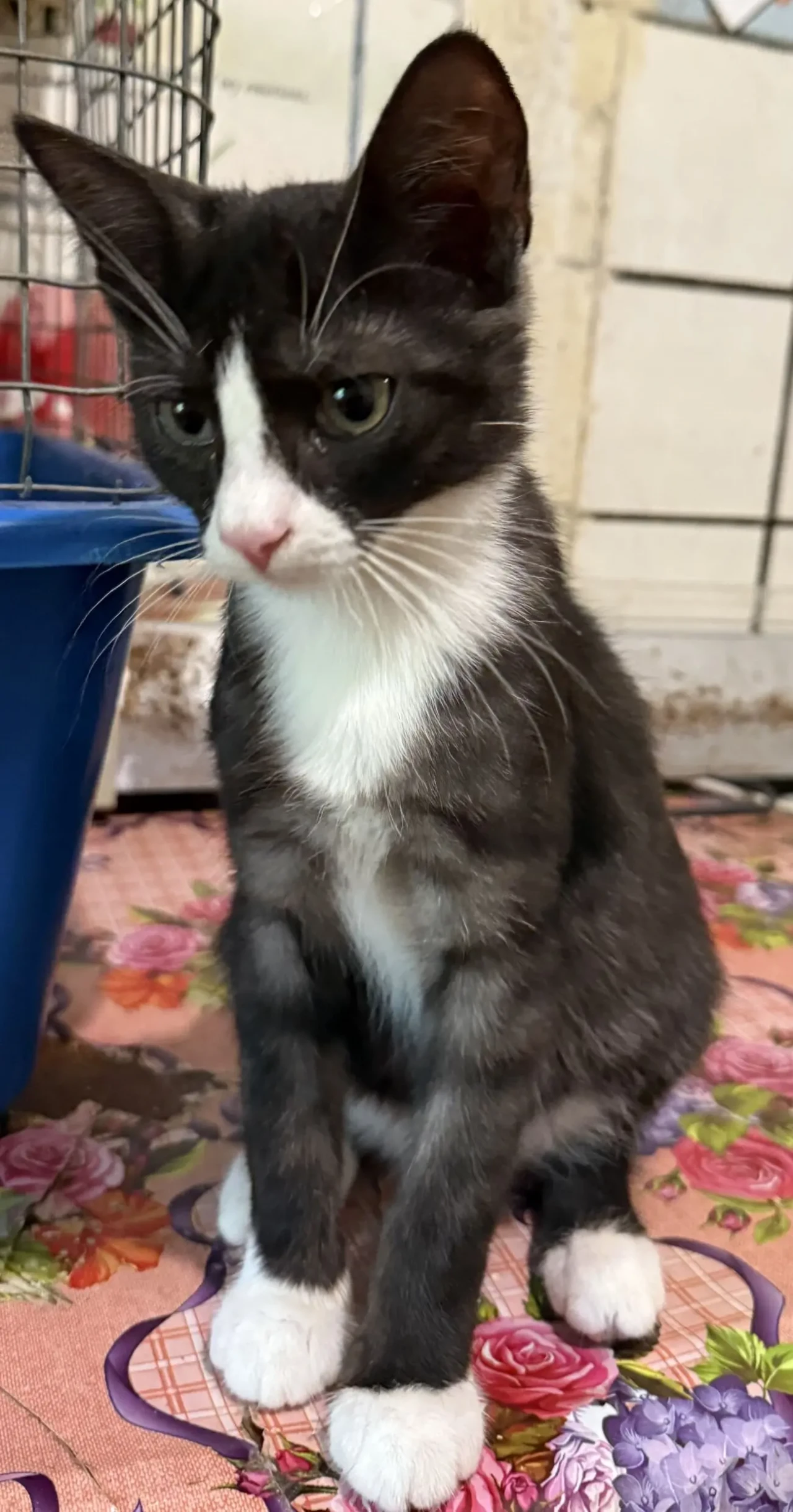 Кошеня в добрі руки 3