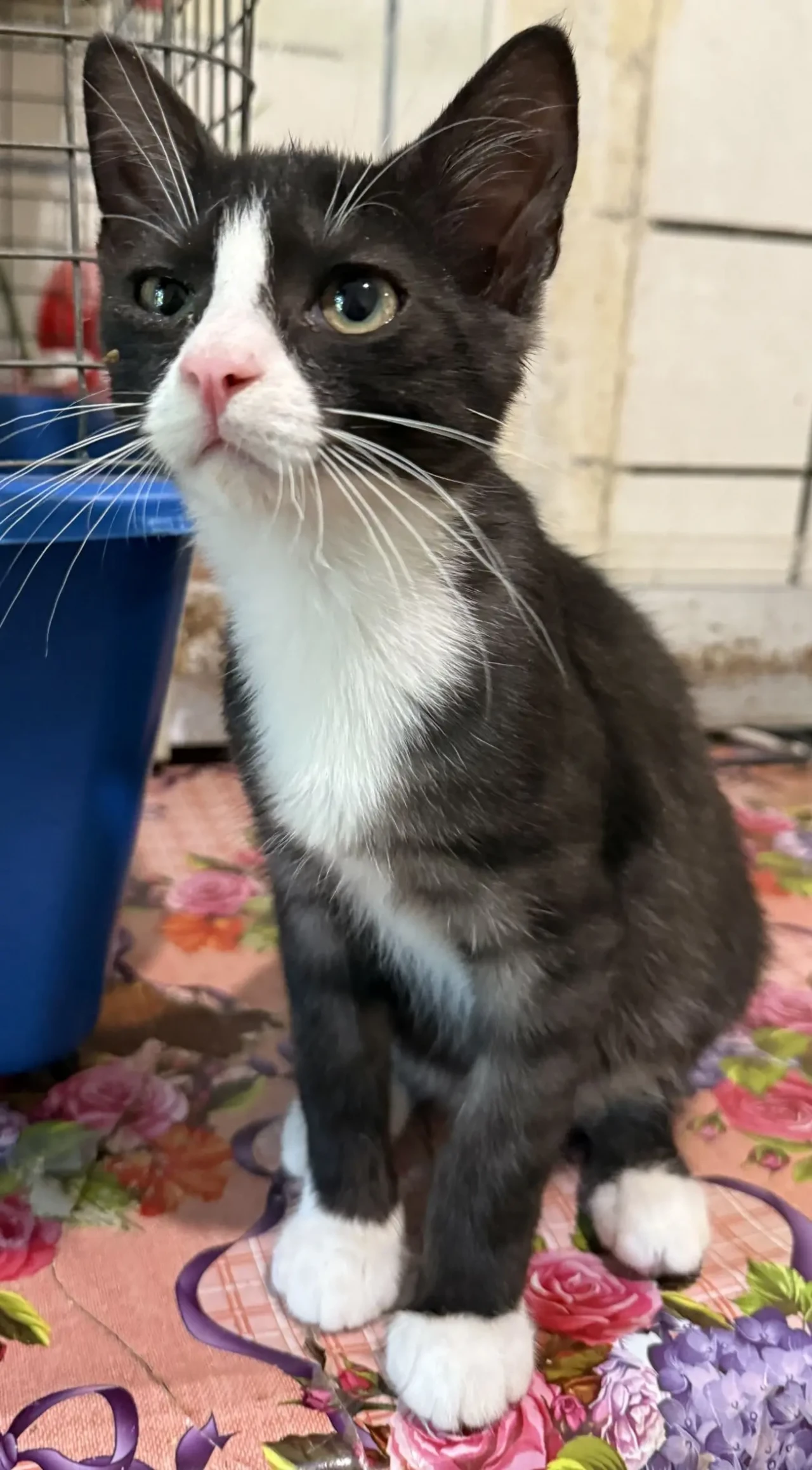 Кошеня в добрі руки 2