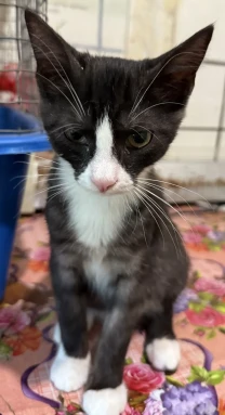 Кошеня в добрі руки