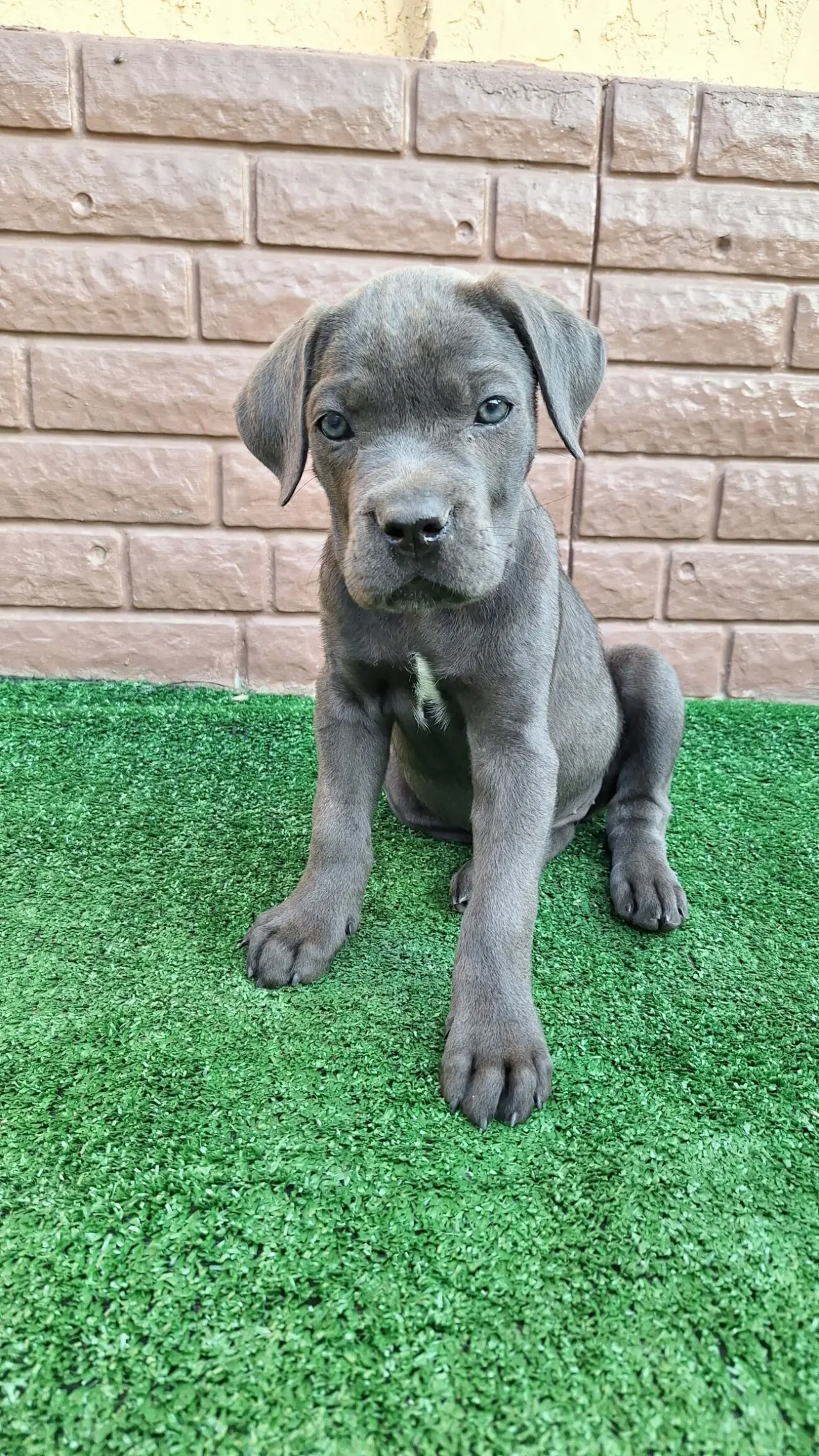 Цуценята Кане корсо 6