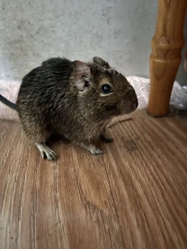 Віддам у добрі руки чилійську білку (дегу) з кліткою