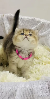 Золота шиншилла