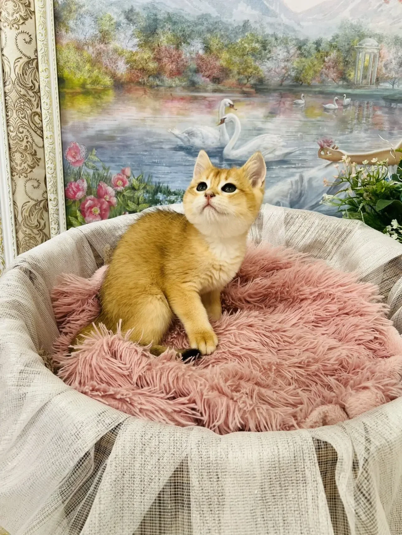 Британська золота шиншилла 4