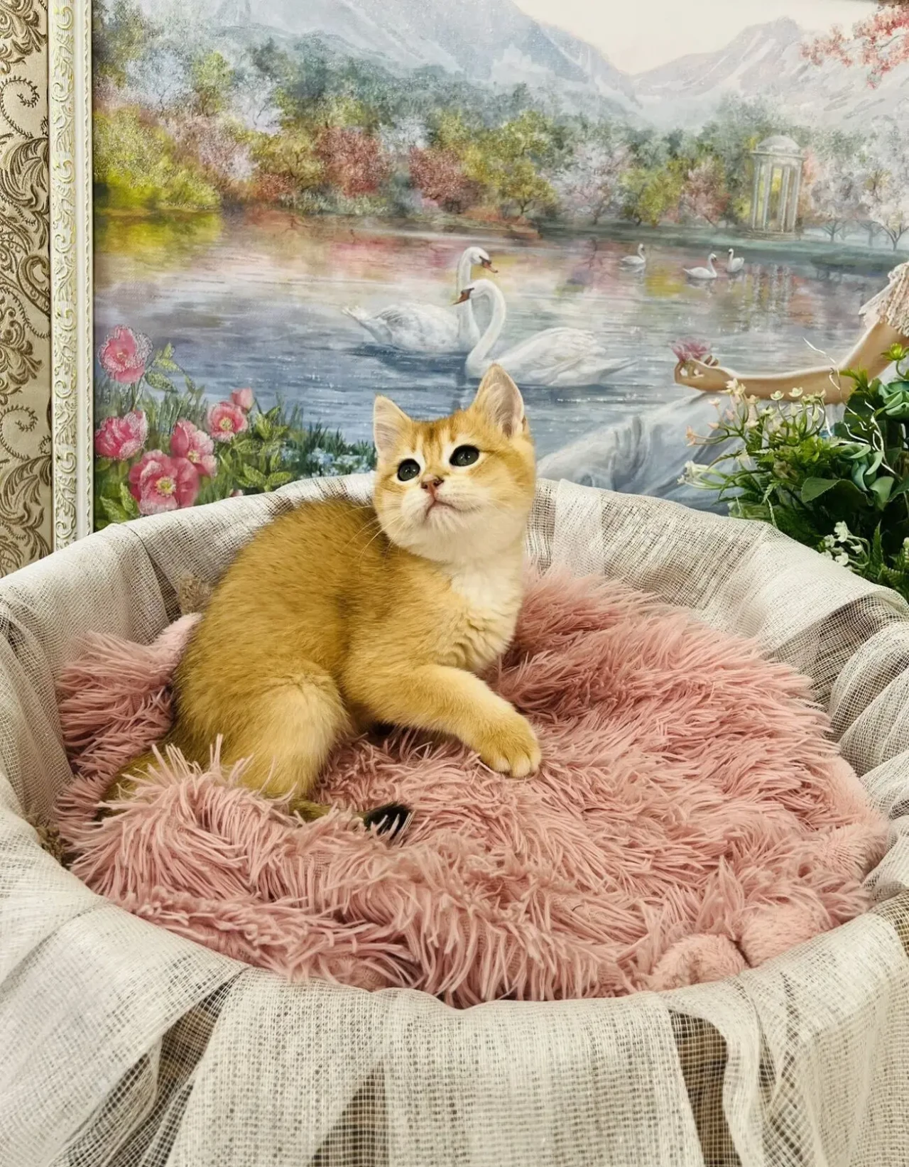 Британська золота шиншилла 3