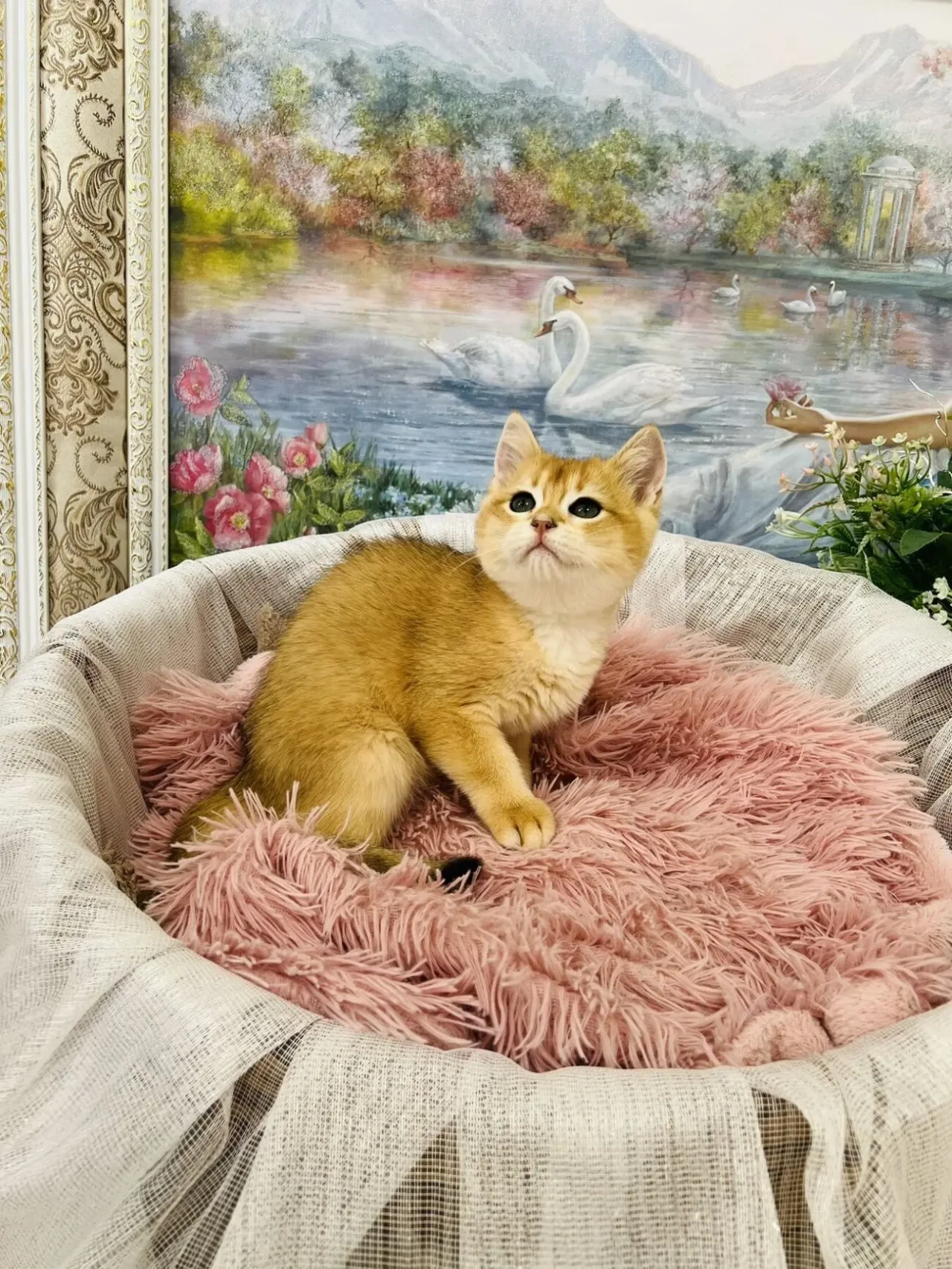 Британська золота шиншилла