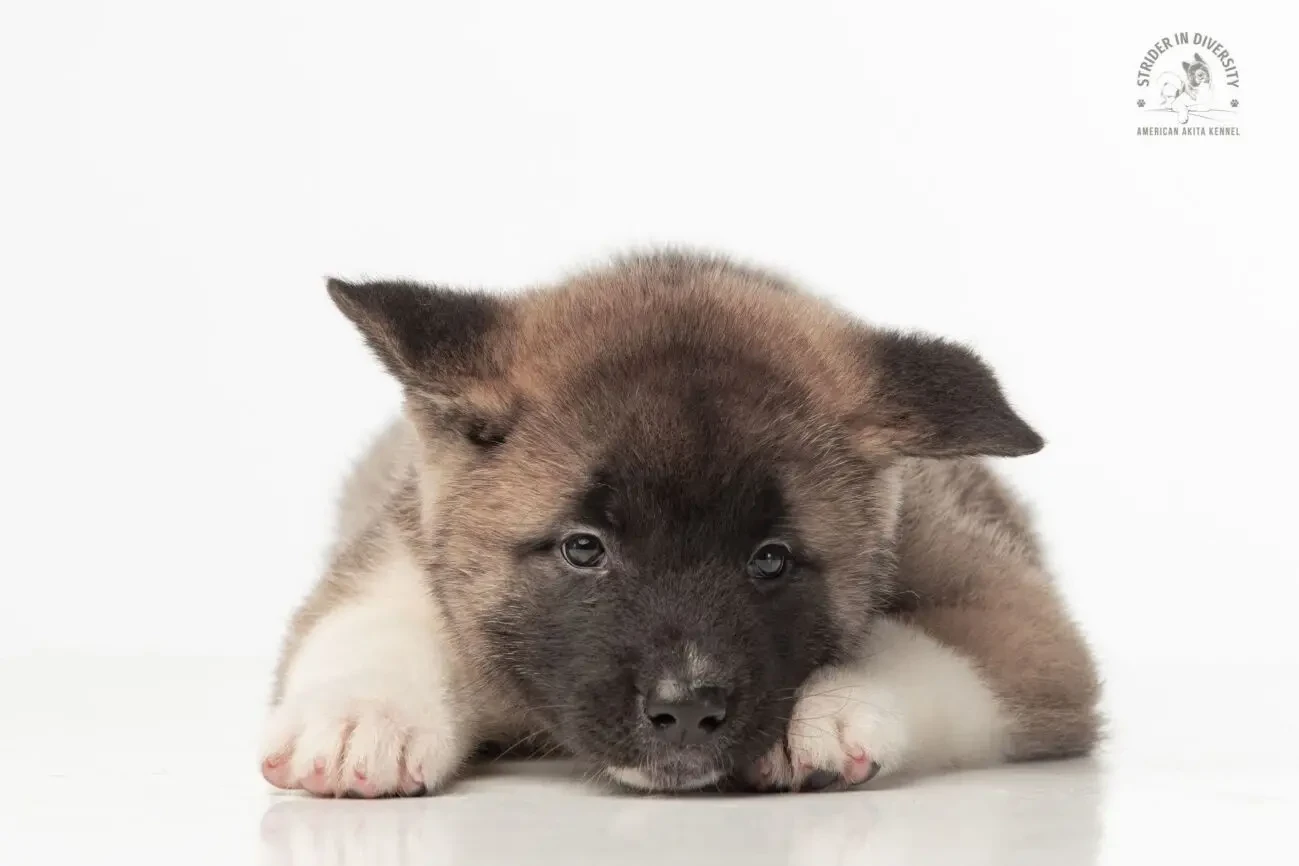 Цуценя акіти з гарантією якості 2