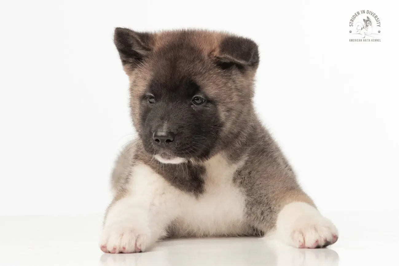 Цуценя акіти з гарантією якості