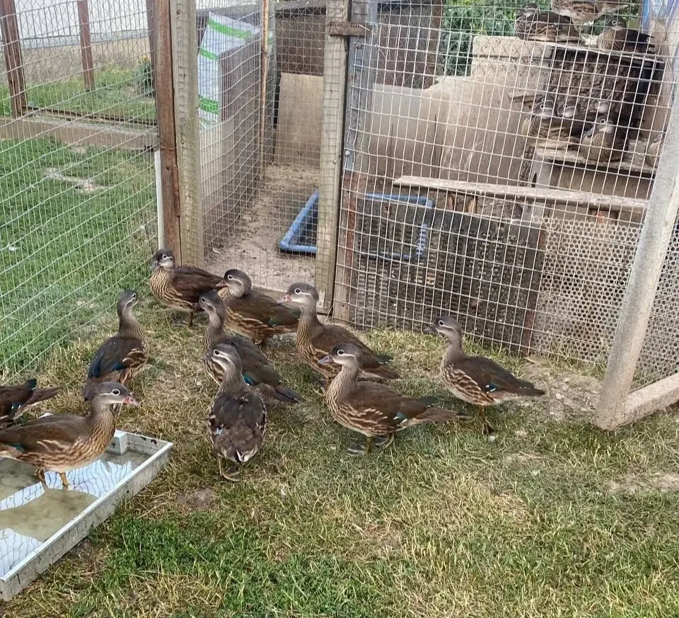 Продам мандаринок 3