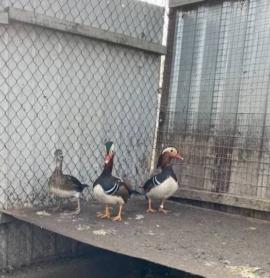 Продам мандаринок 2