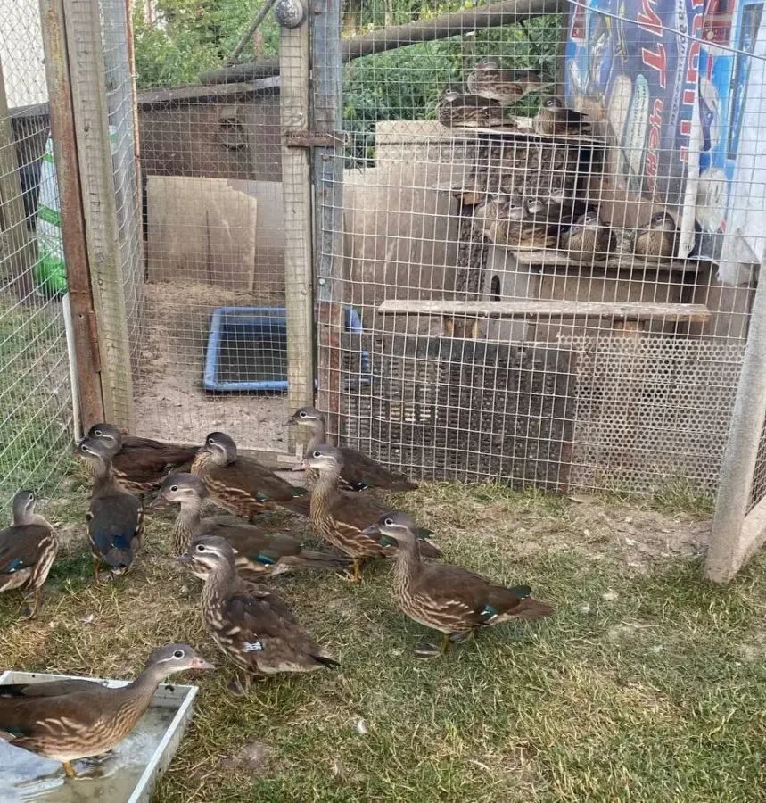 Продам мандаринок 4