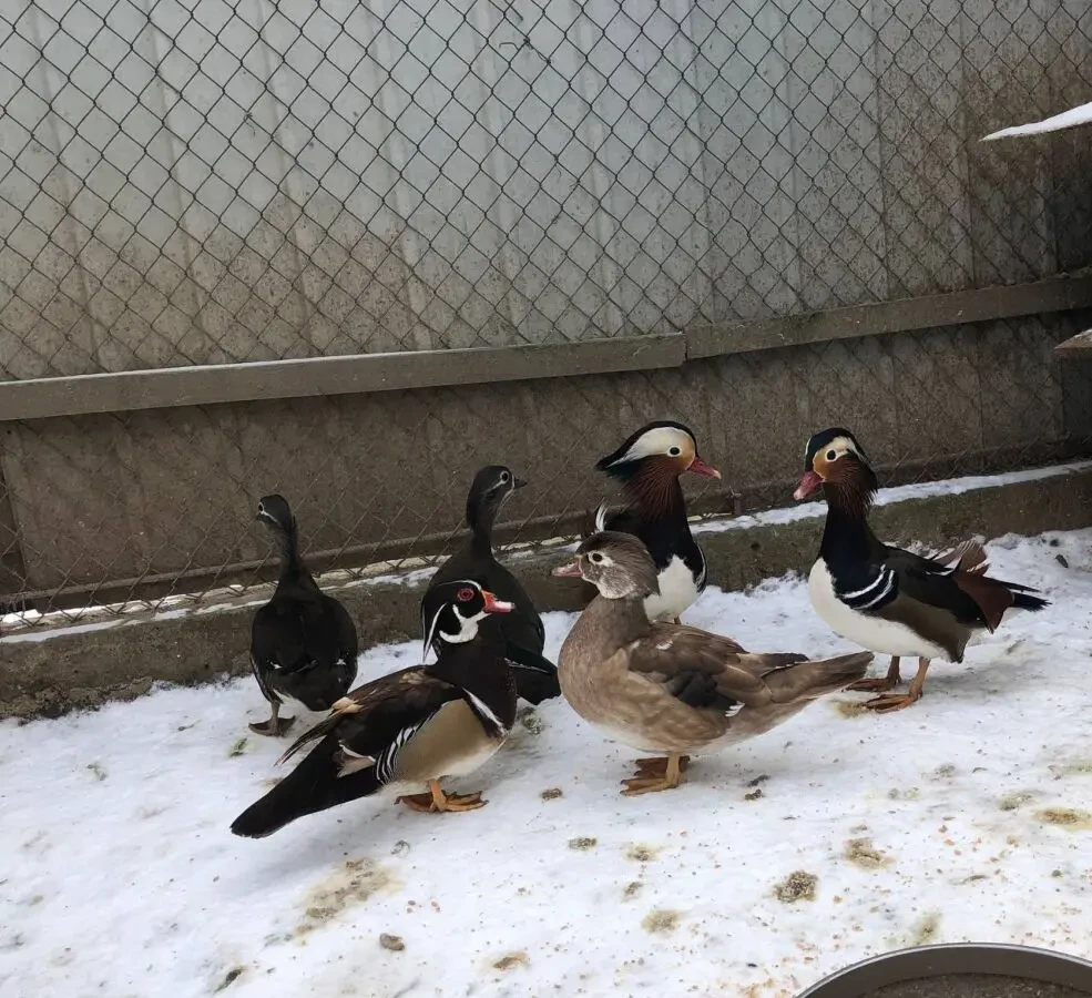 Продам мандаринок