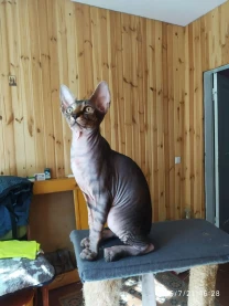 Cфінкс донський котята