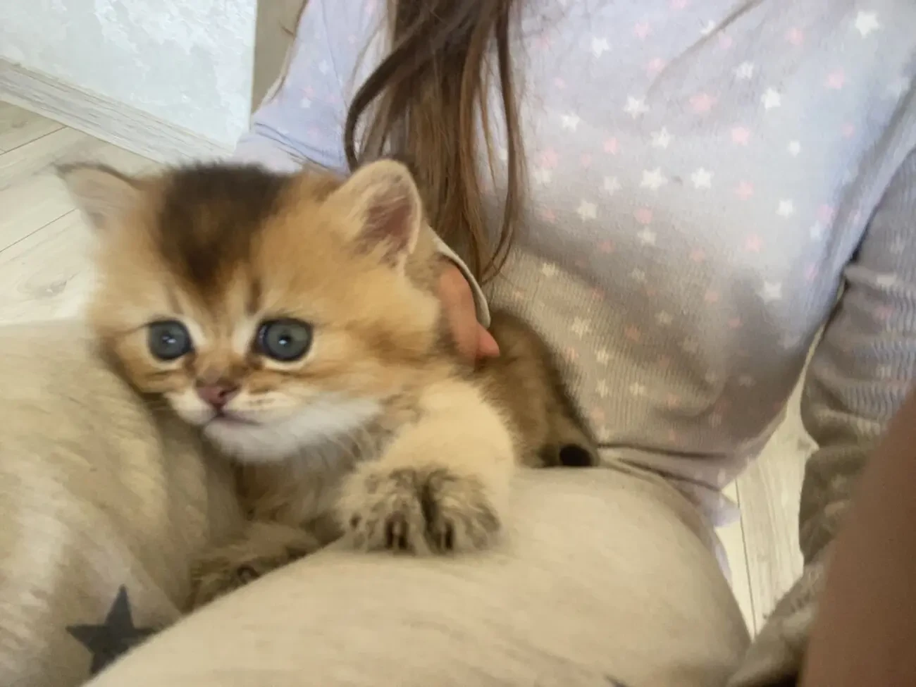 Кошенята породи золота британська шиншила 3