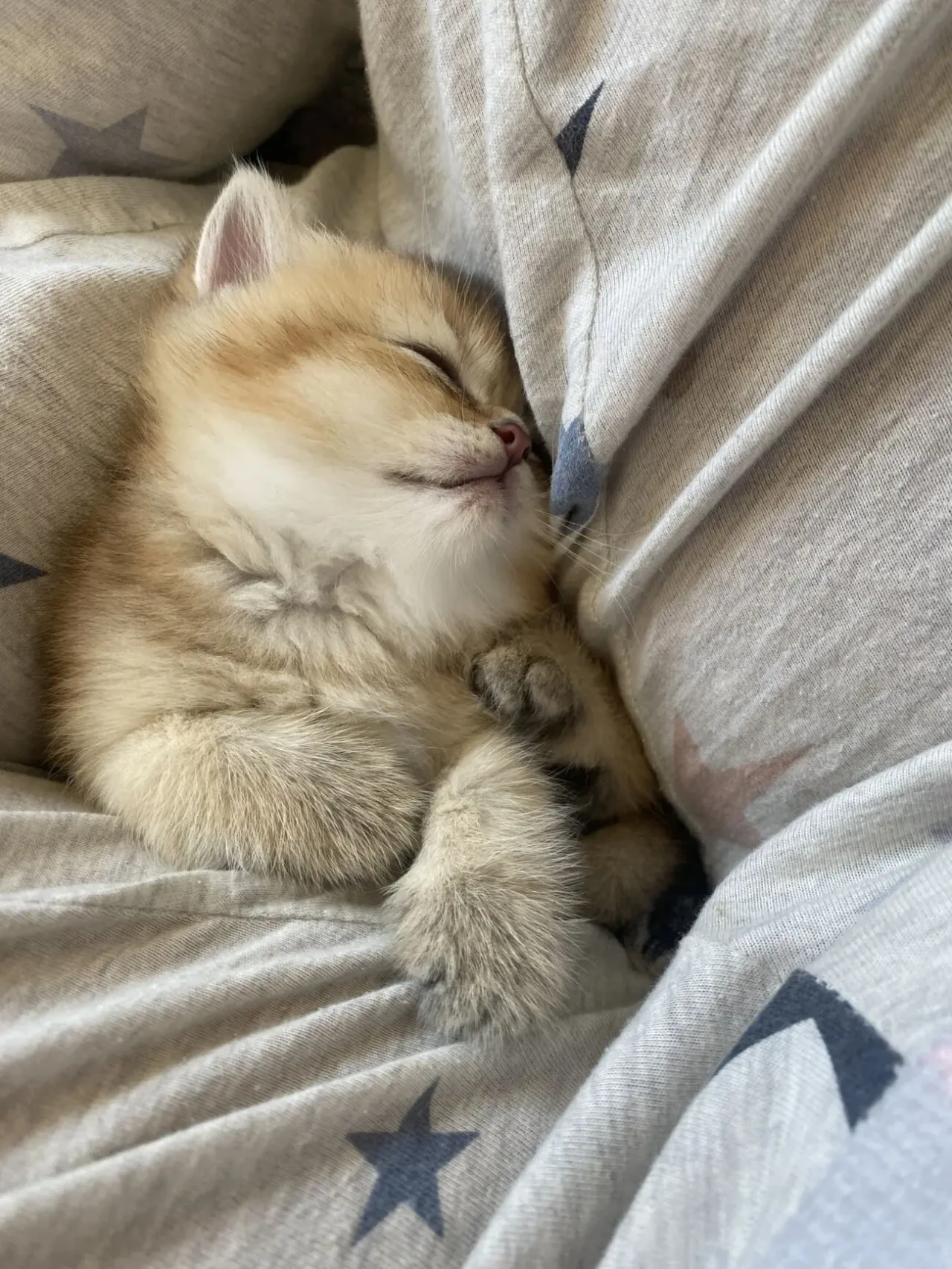 Кошенята породи золота британська шиншила 5