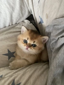 Кошенята породи золота британська шиншила