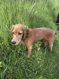 Продається кокер спаніель