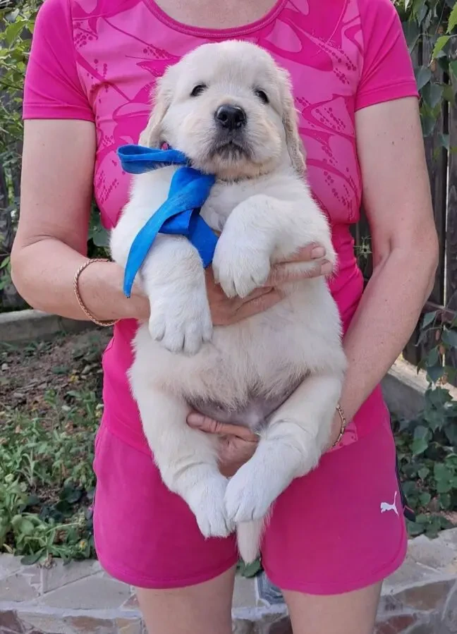 Цуценята золотистого ретрівера Ot Bahur 6