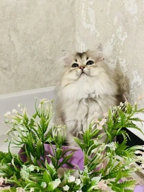 Британська золота шиншилла