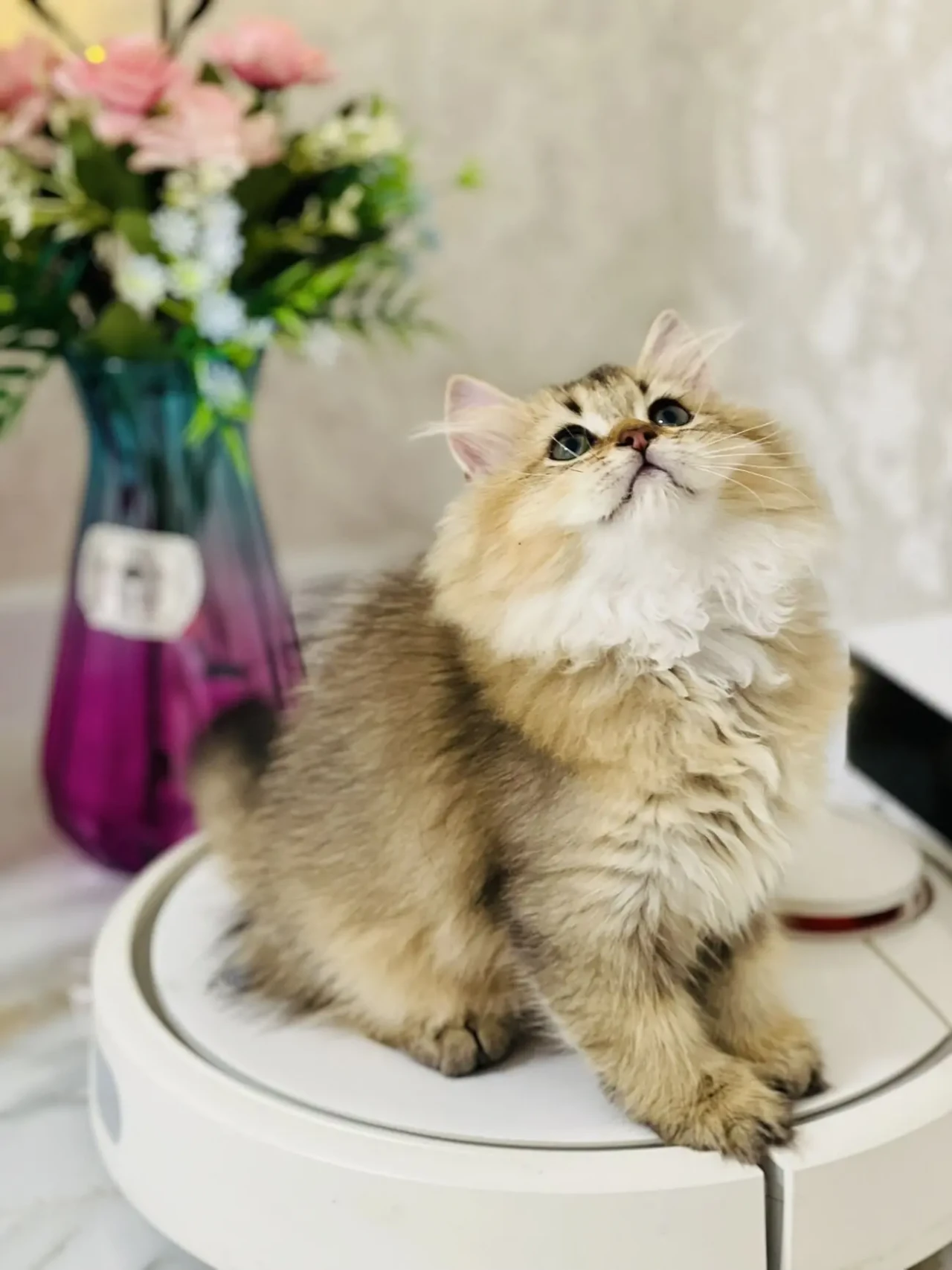 Золота шиншилла 2