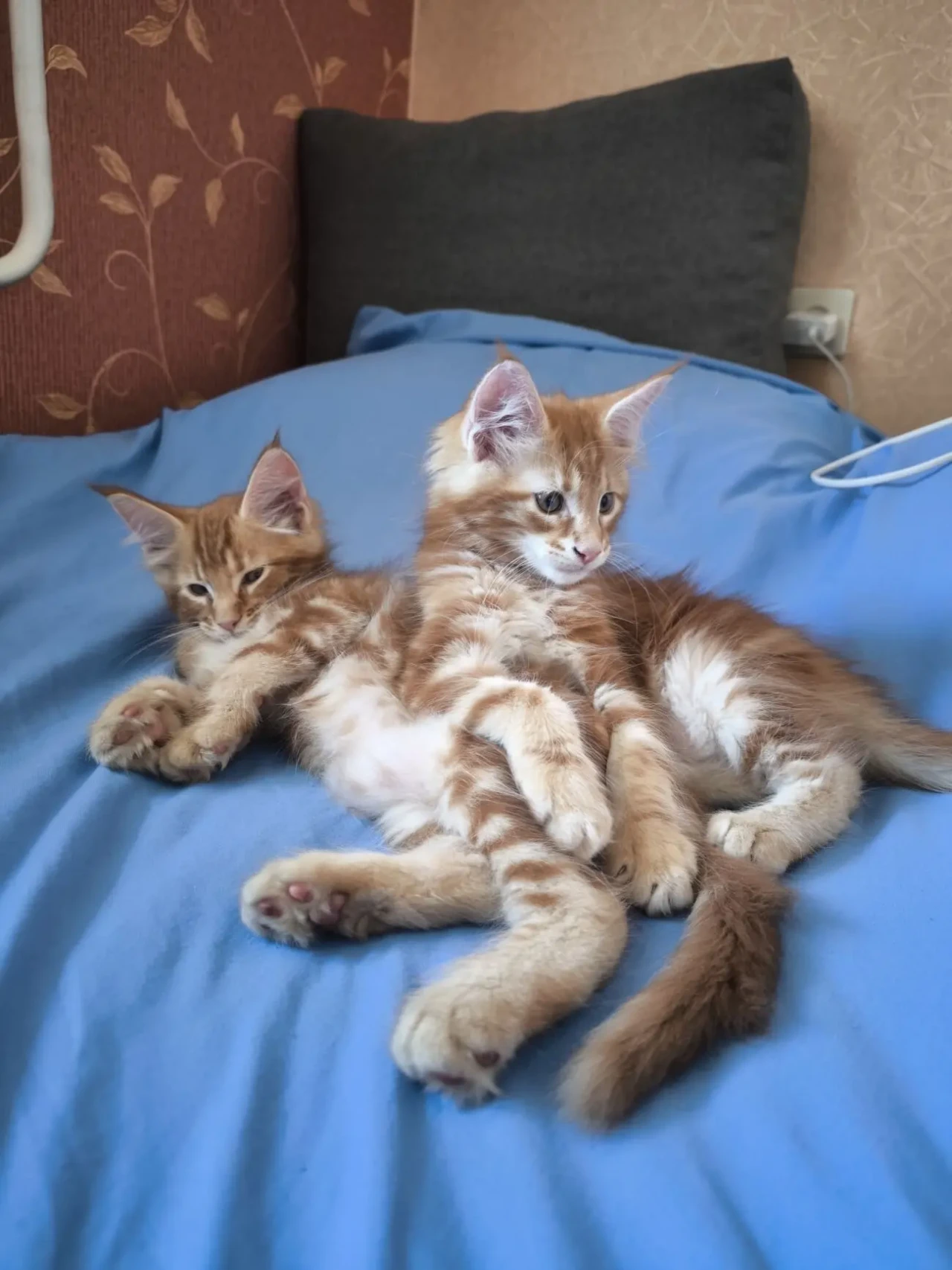 Кошенята Мейн-Куни 5