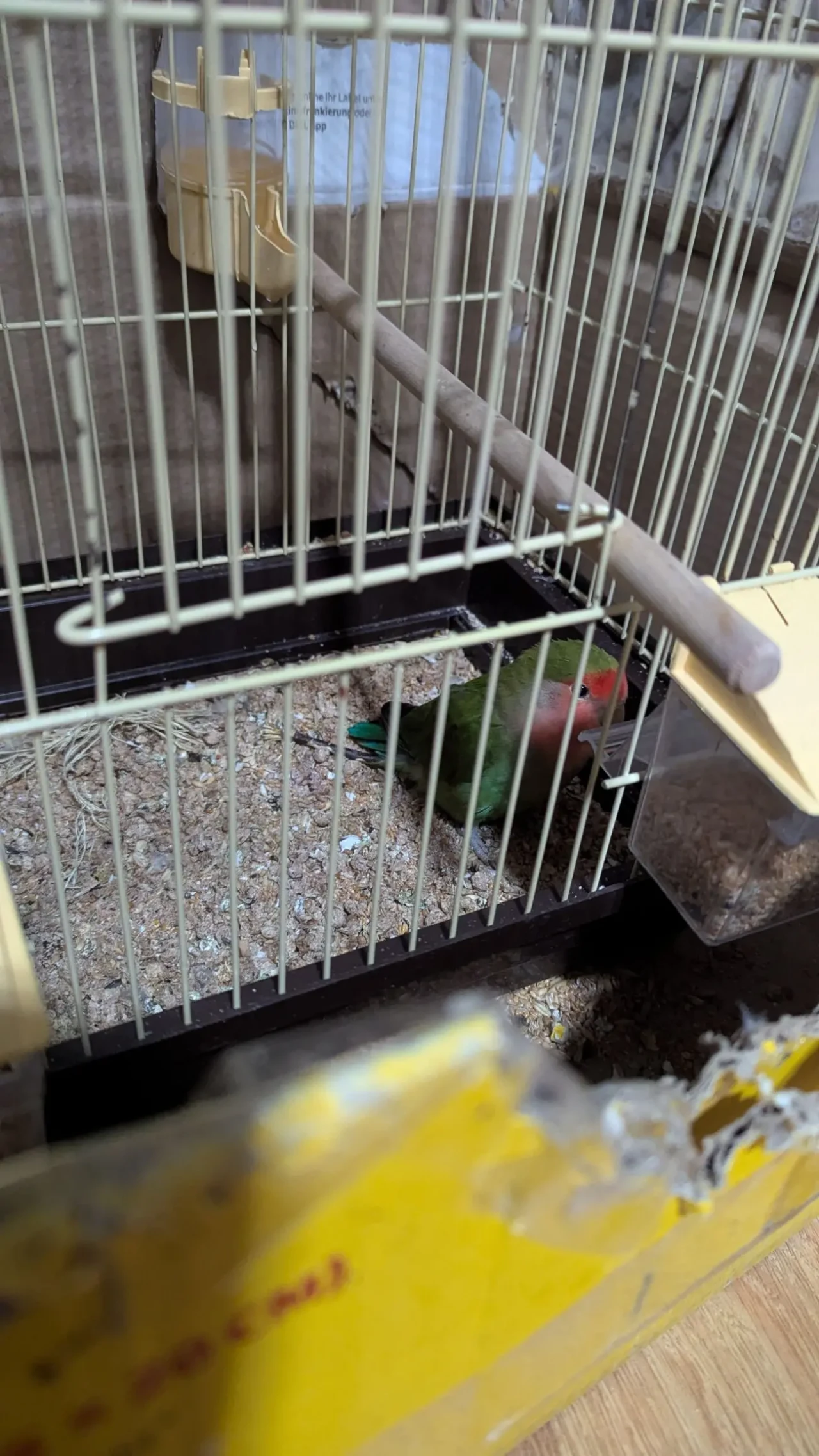 папуга нерозлучники 3