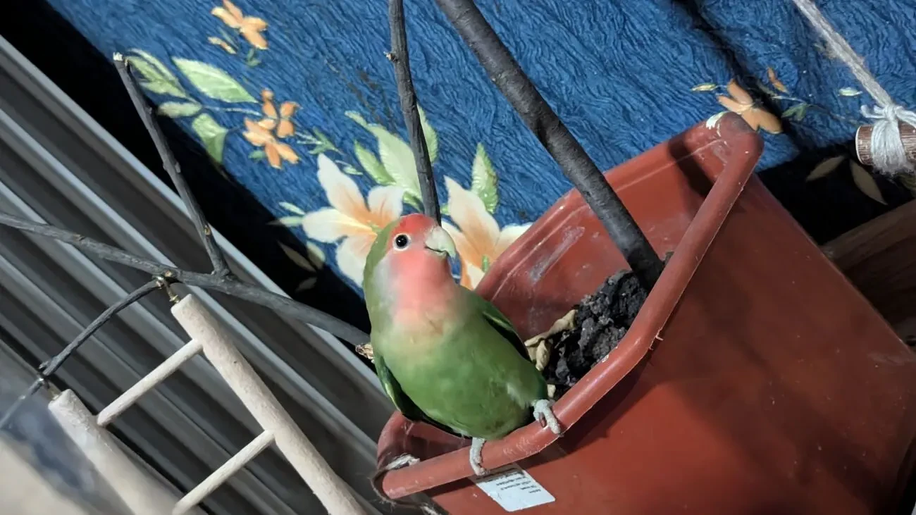 папуга нерозлучники