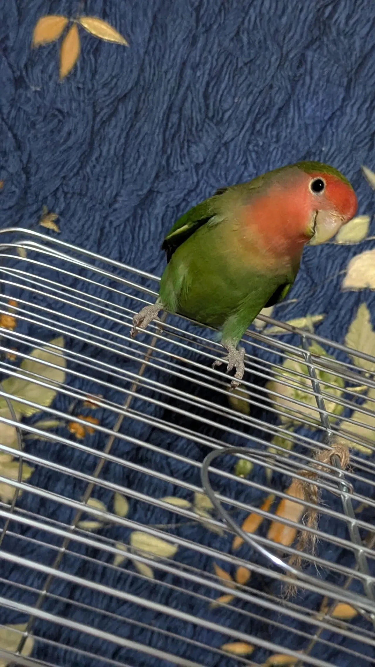 папуга нерозлучники 2