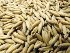 Продам овес - цьогорічний