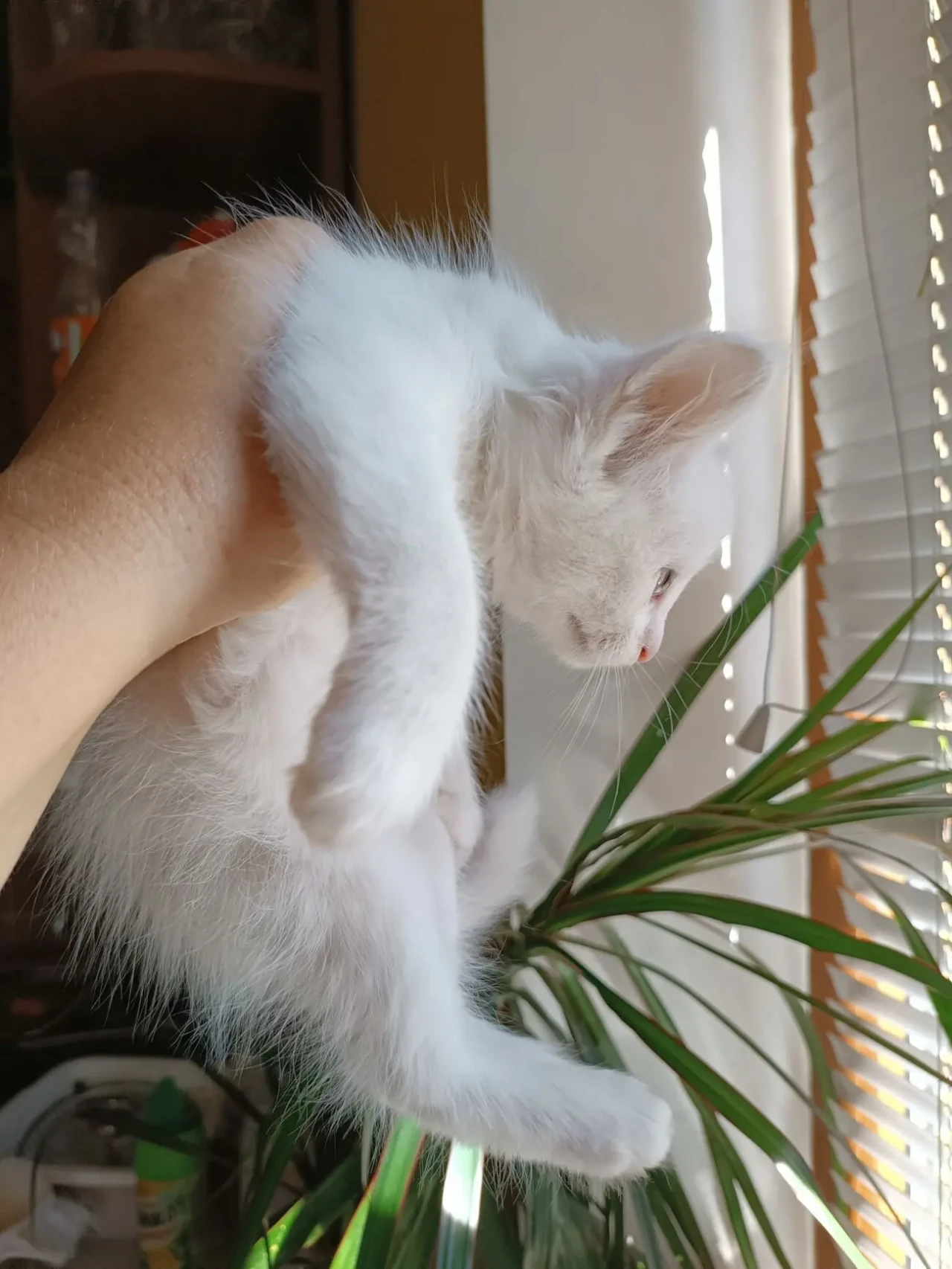 Кошеня, кошенята, котик, 2 місяця 6