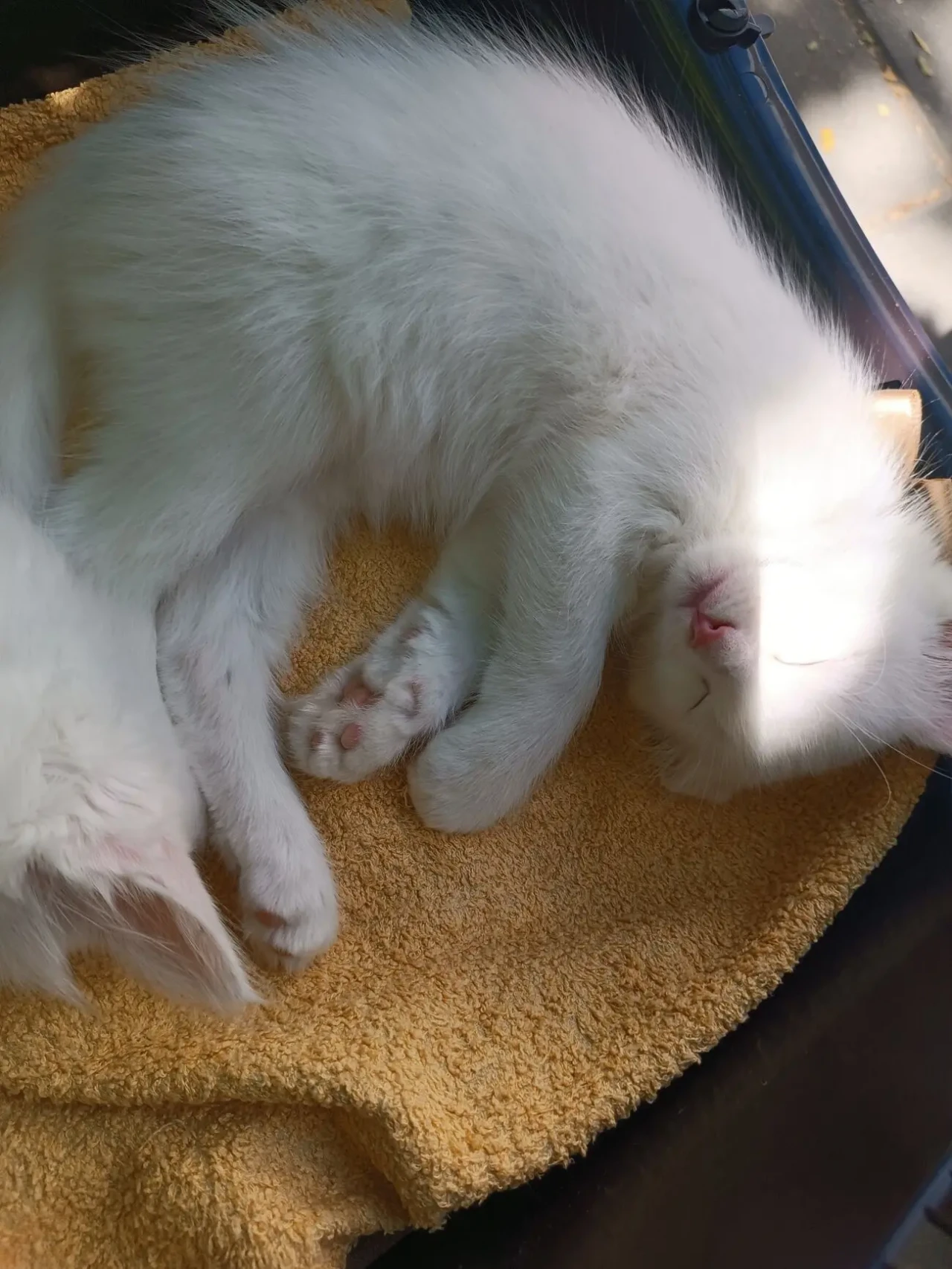 Кошеня, кошенята, котик, 2 місяця 5