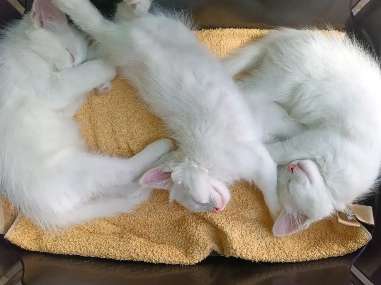 Кошеня, кошенята, котик, 2 місяця 3